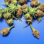 "Arresto di un 39enne a Barletta con 4,2 kg di marijuana e scoperta di un deposito di droga."