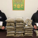 "Due ventiduenni arrestati a Mantova con 24 kg di hashish e 31.490 euro in contante nel garage"