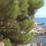 "Corpo di Gina Monaco ritrovato a Ceglie Messapica dopo un mese di misteriosa scomparsa"