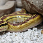 ALT: "Serpente esotico sequestrato ad Acqui Terme durante indagini ASL"