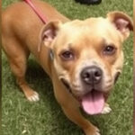 "Ventenne egiziano arrestato a Torino per attacco con pitbull contro un giovane e agenti di polizia."