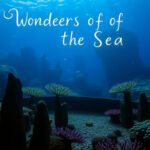 "Festival CinemAmbiente 2025 apertura con il film muto 'Wonders of the Sea'"