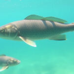 "Polpi in Inghilterra: impatti ecologici e sulla pesca"