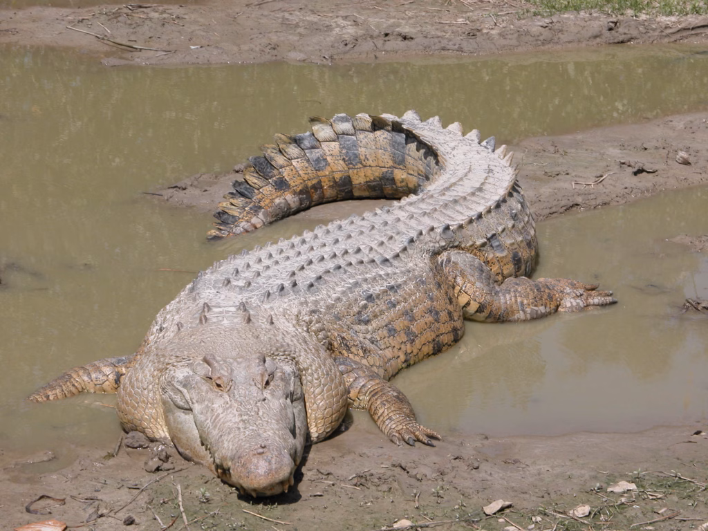 Giocattolo a forma di coccodrillo genera allerta a Ladispoli, il sindaco rassicura i cittadini