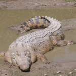 Giocattolo a forma di coccodrillo genera allerta a Ladispoli, il sindaco rassicura i cittadini