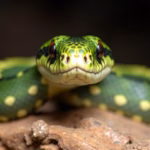 ALT: "Consigli utili per gestire i morsi di serpente durante le avventure in viaggio."