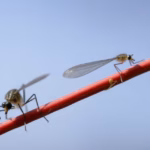 "West Nile in Italia: nove vittime, Bassetti avverte su pronto soccorso affollati"