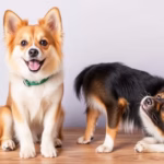 "Bonus animali domestici 2025: requisiti e modalità di richiesta per beneficiari"