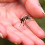 "Repellenti naturali per proteggere la pelle dalle zanzare e dal virus West Nile"